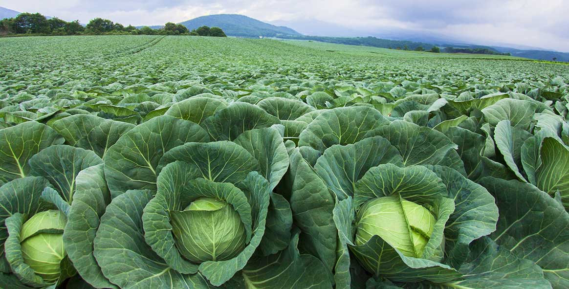 zbiory kapusty praca sezonowa 2023