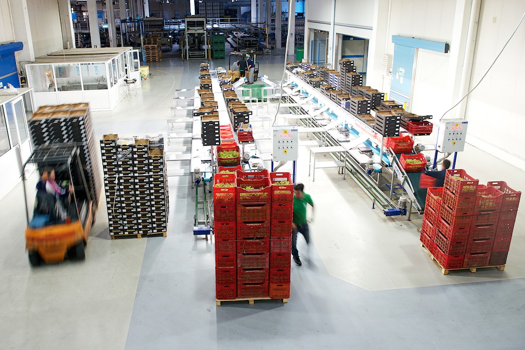 pakowanie-sortowanie-warzyw-owocow