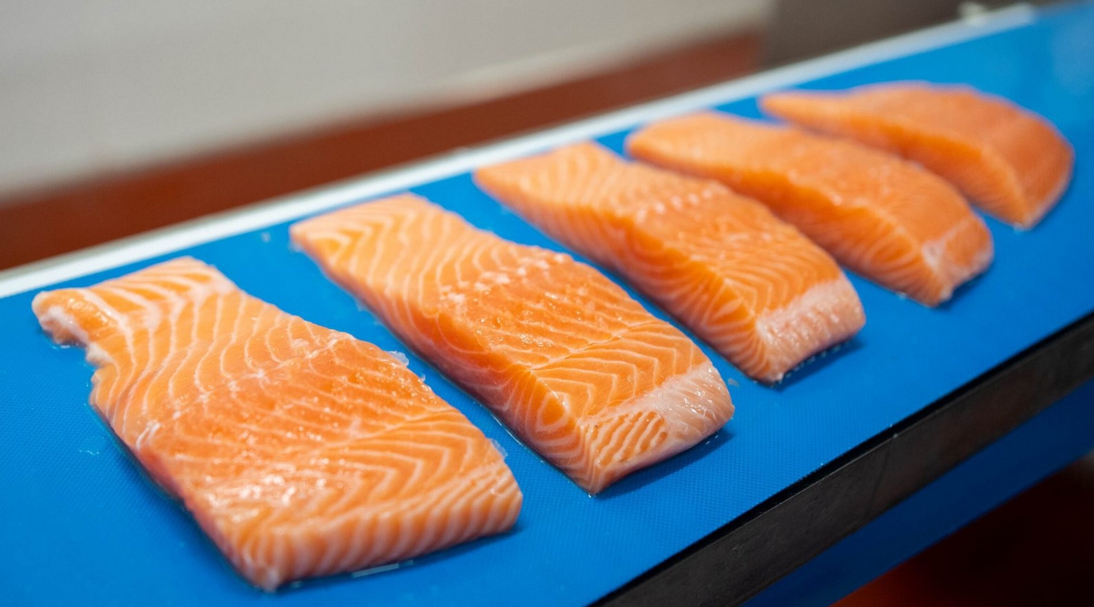 pakowanie ryb lososia praca 2026